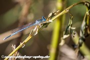 dragonfly-IMG 7351