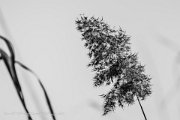 erlache, bensheim - www.smk-photography.de