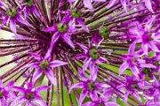flowerdrops