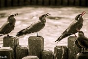 four-birds-smk-photography.de-3830