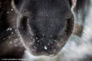 frozen nose
