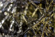 coated with ice