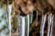 icicles-smk-photography.de-4377.jpg