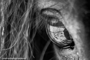 reflecting eye