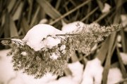 snowy reed