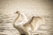 swan-bruchse-heppenheim-smk-photography.de-7375.jpg