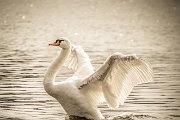 swan