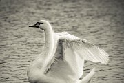 swan-bruchse-heppenheim-smk-photography.de-7406.jpg