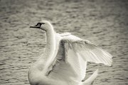 swan