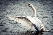 swan-bruchse-heppenheim-smk-photography.de-7409.jpg