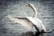 swan