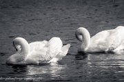 swan-bruchse-heppenheim-smk-photography.de-7426.jpg