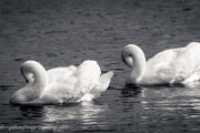 swan