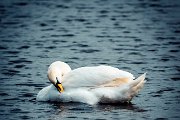 swan