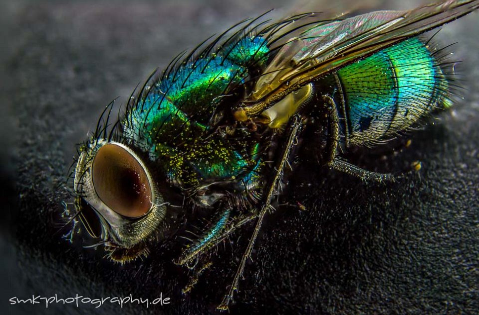 macro fly focus stacking