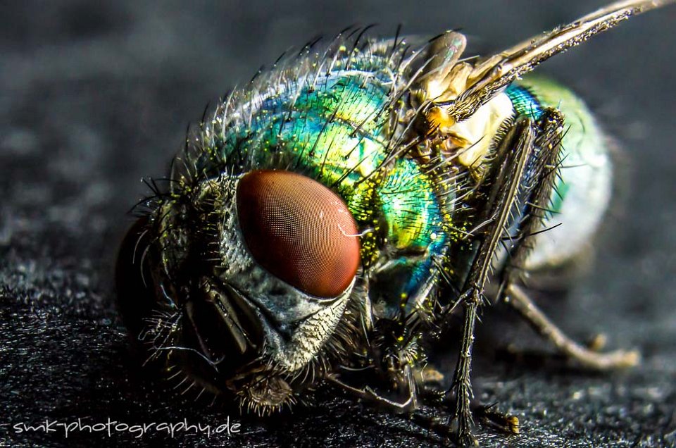 macro fly focus stacking